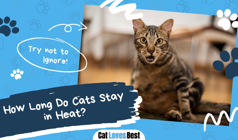 Cats Stay in a Heat