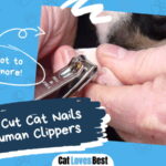 Cut Cat Nails With Human Clippers