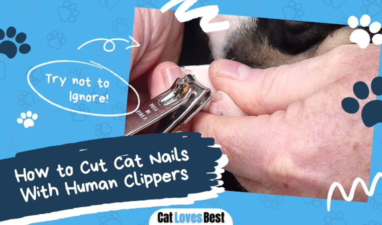 Cut Cat Nails With Human Clippers