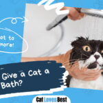Give a Cat a Bath