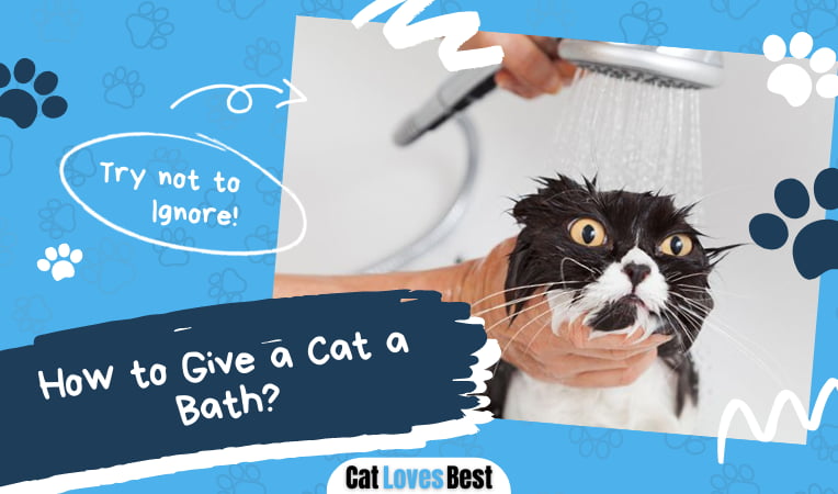 Give a Cat a Bath