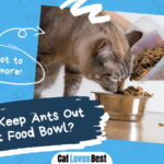 Keep Ants Out of Cat Food Bowl
