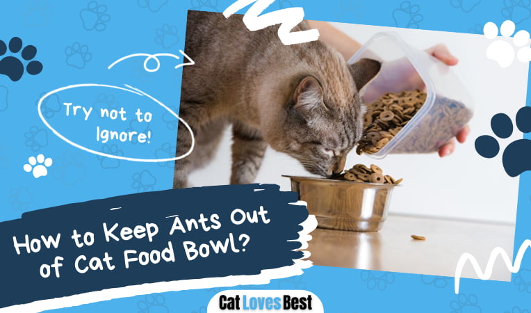 Keep Ants Out of Cat Food Bowl