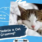 Sedate a Cat for Grooming