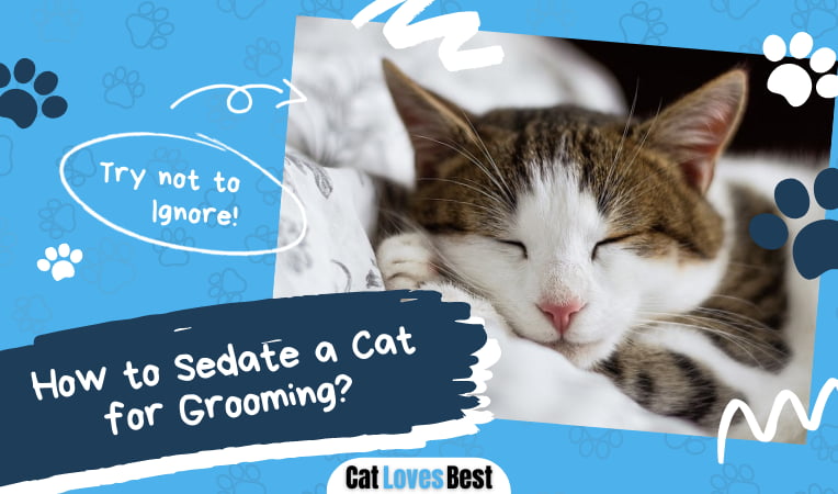 Sedate a Cat for Grooming