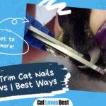 Trim Cat Nails and Claws