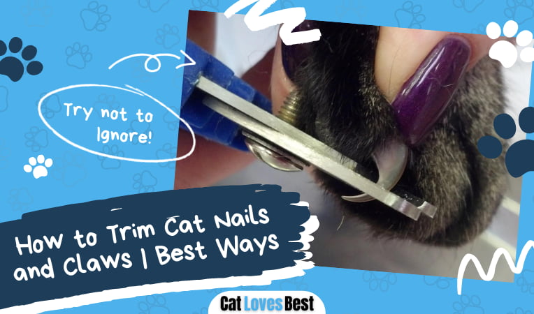 Trim Cat Nails and Claws