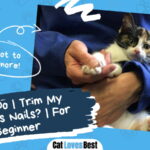 Trim Your Kittens Nails