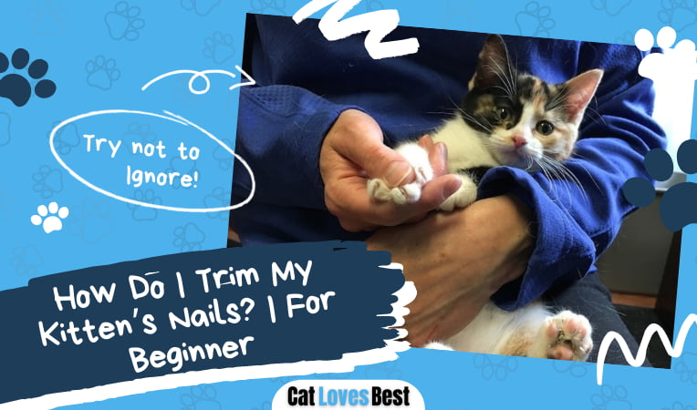 Trim Your Kittens Nails