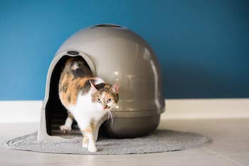 Cats prefer hooded litter boxes for privacy while shedding 