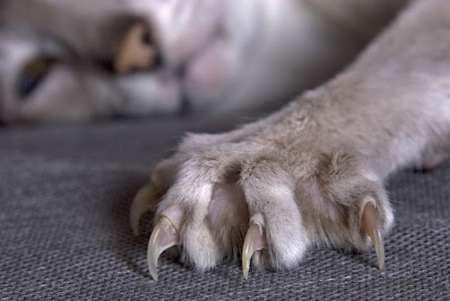 How To Trim Cat Nails