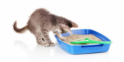 How often should you change cat litter