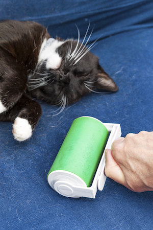 Using a lint roller or brush to clean your cat's bed