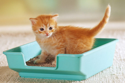 How to Train a Cat to use a litter box