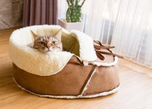 How to clean your cat's bed ?