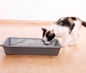 Introduce your cat to the litter box