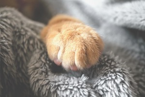 Keep paws clean to avoid litter from spreading 