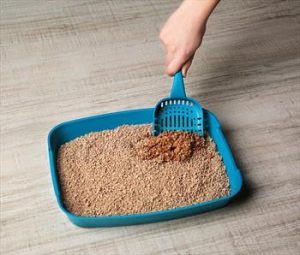 Cleaning Your Cat's Litter Box