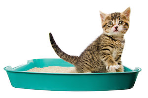 Train your cat to use the litter box 