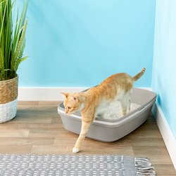 Location of your cat's litter box while training 