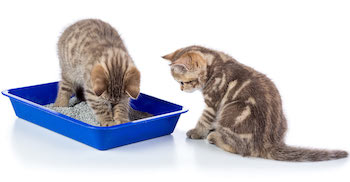 Each cat needs a separate litter box