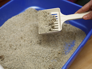 Scoop your cat's litter box daily