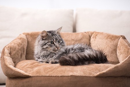 Size of the cat bed is important while choosing a bed 