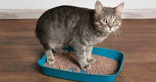 Is your cat's litter box too small in size