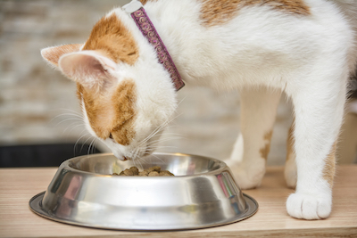 Choose cat bowl carefully for ease of cleaning 
