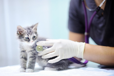 Visiting A Vet While Cat Care and Cleaning