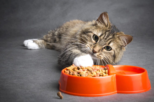 How Often should you wash cat bowls? 