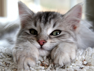 Declawed Cats are stressed and behave differently due to pain