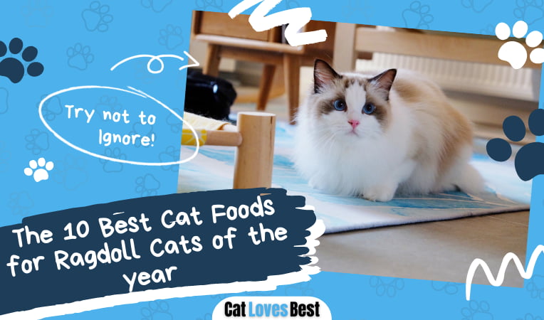 Best Cat Foods for Ragdoll Cats