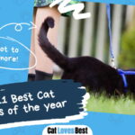 Best Cat Leash