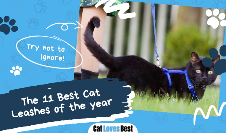 Best Cat Leash