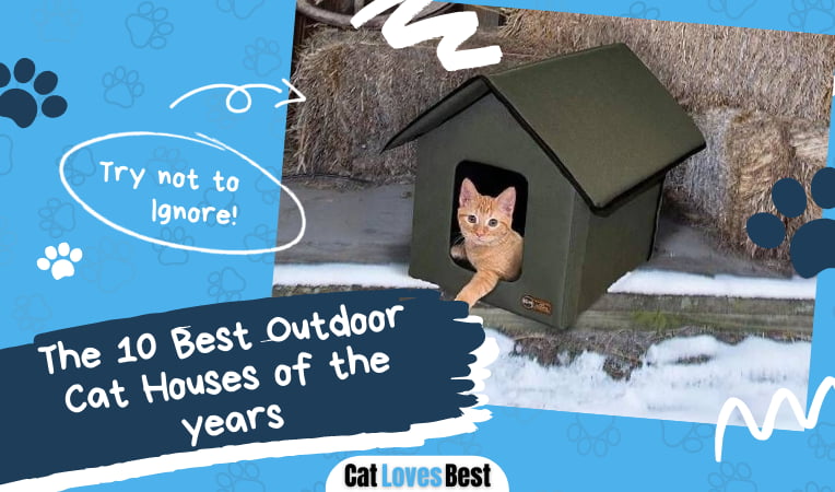 Best Outdoor Cat House