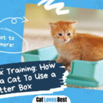 Cat Litter Box Training