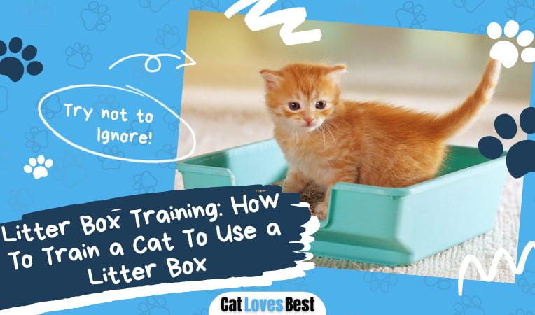 Cat Litter Box Training