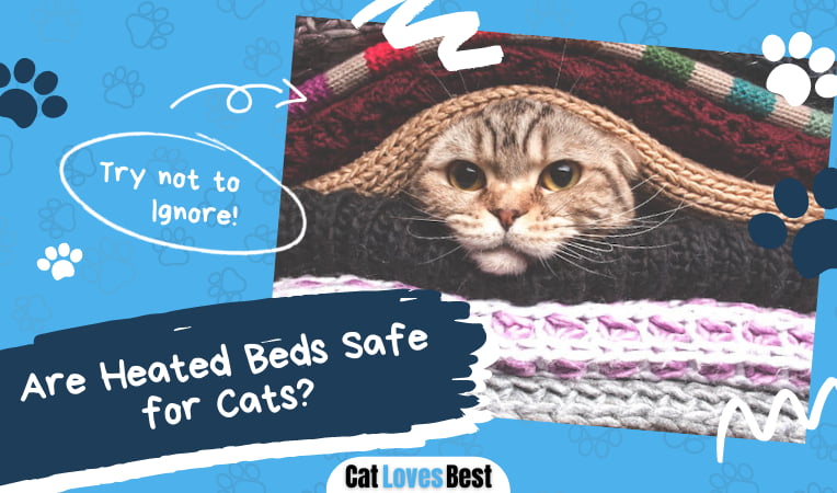 Heated Beds Safe for Cats