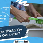 How often Should You Change Cat Litter