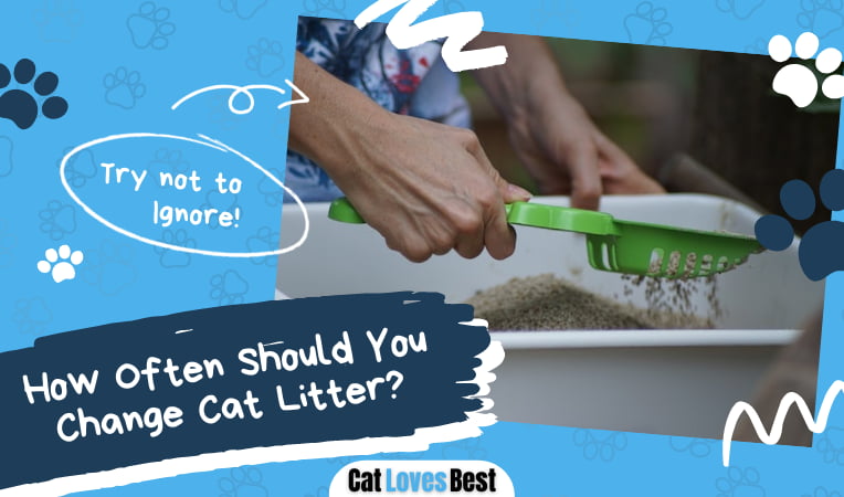 How often Should You Change Cat Litter
