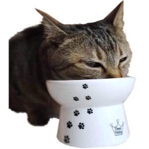 Necoichi Raised Cat Food Bowl