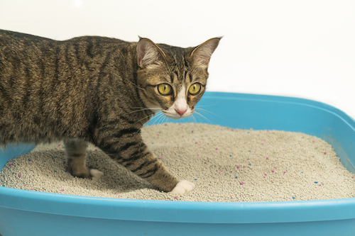 What is the best declawed cat litter