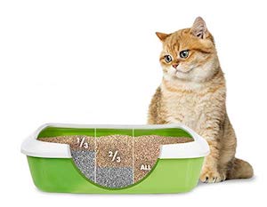 Transitioning to World's Best Cat Litter 