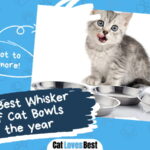 Best Whisker Relief Cat Bowls
