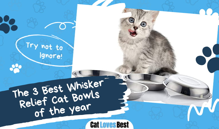 Best Whisker Relief Cat Bowls