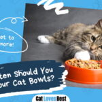 How Often Should You Wash Your Cat Bowls