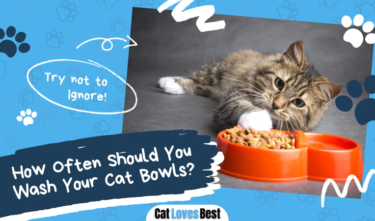 How Often Should You Wash Your Cat Bowls