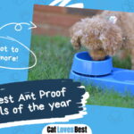Best Ant Proof Cat Bowl