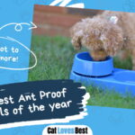 Best Ant Proof Cat Bowl